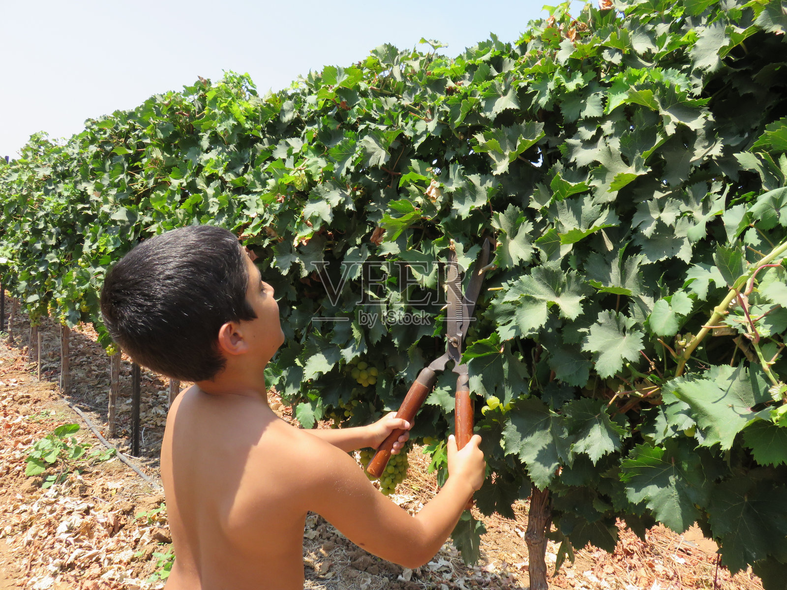 白葡萄收获照片摄影图片