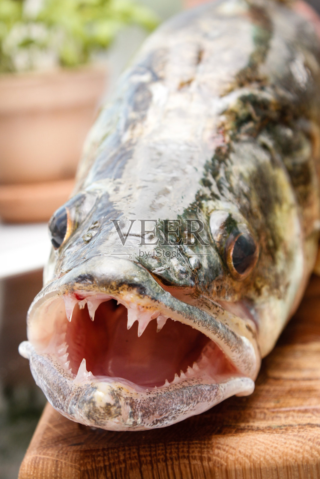 今日收获照片摄影图片