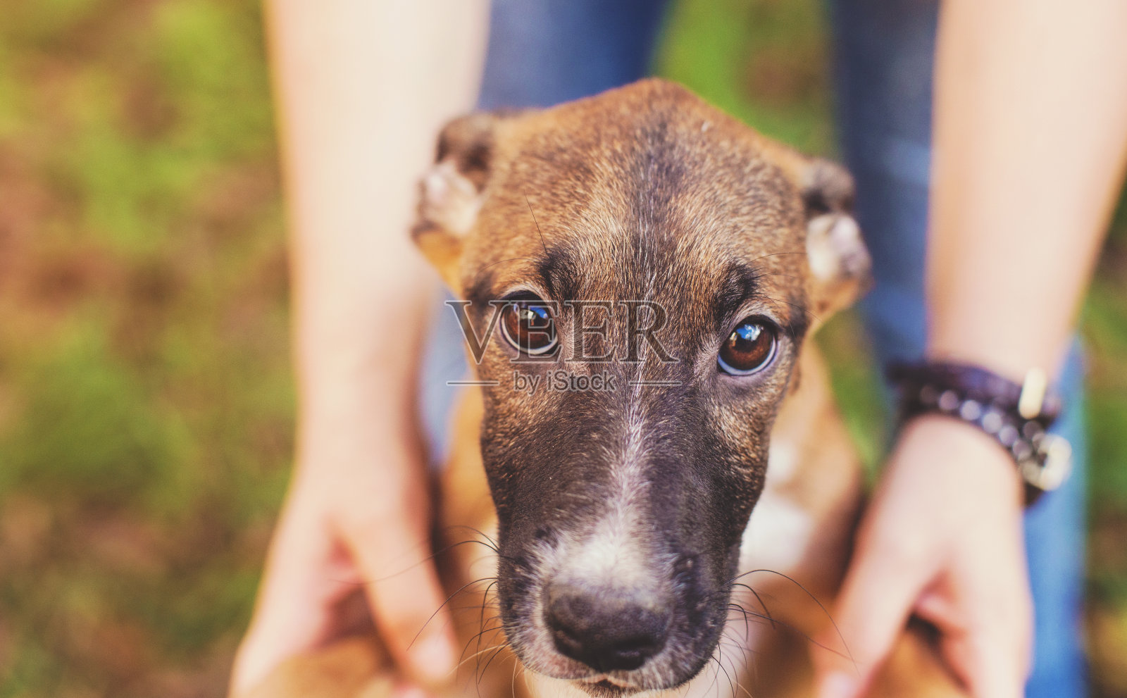 有新主人的寄养狗照片摄影图片