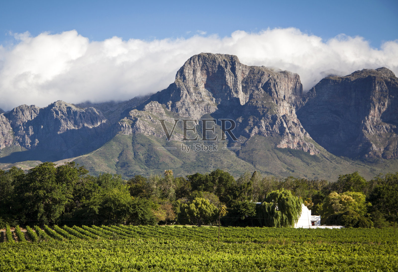 斯泰伦博斯酒庄照片摄影图片