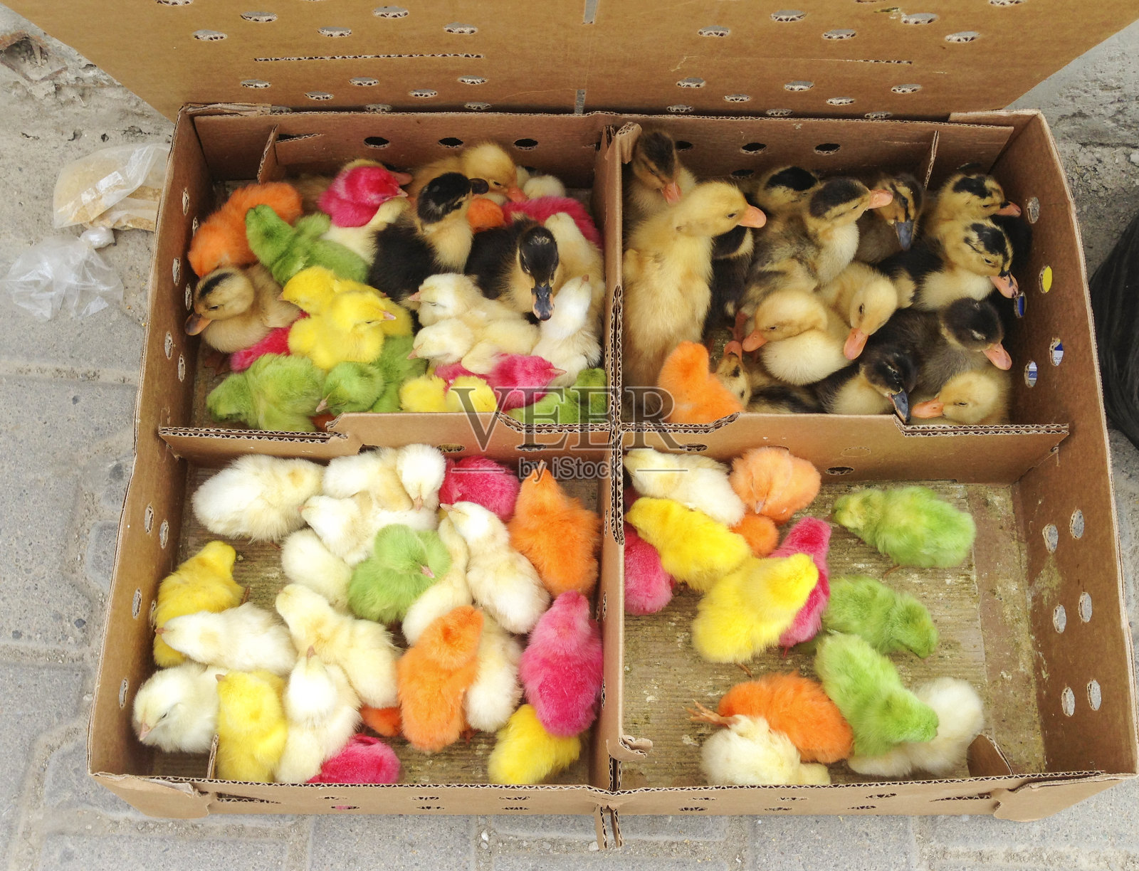 土耳其安卡拉市出售的彩色鸡鸭照片摄影图片