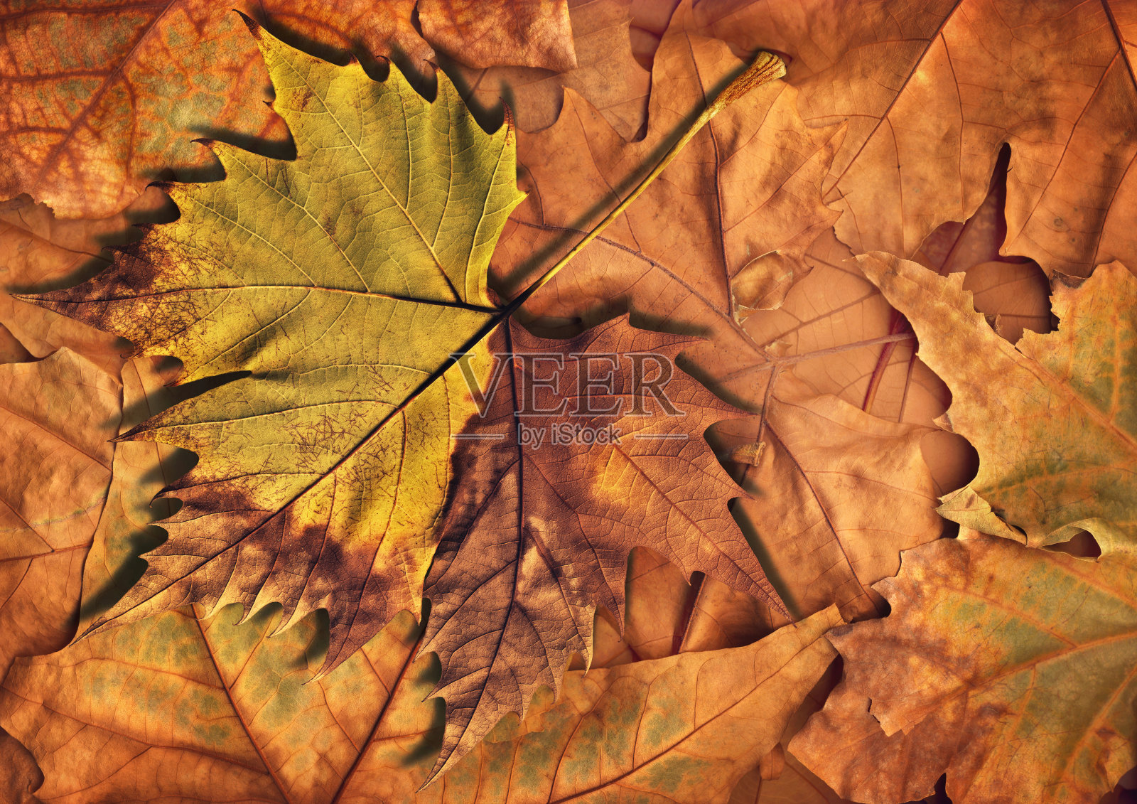 干燥的枫叶孤立在秋天的树叶背景照片摄影图片