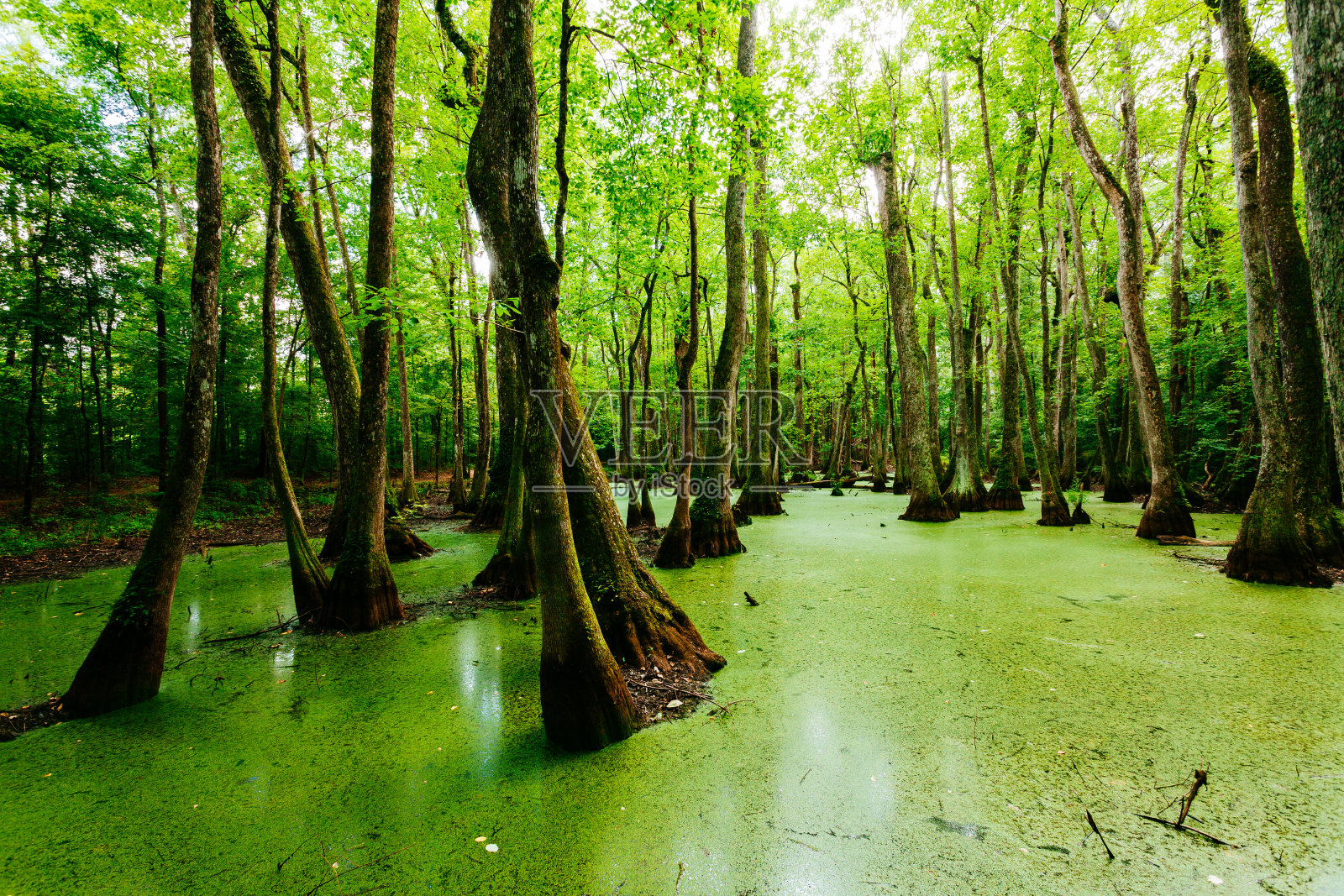 美国路易斯安那州的沼泽照片摄影图片