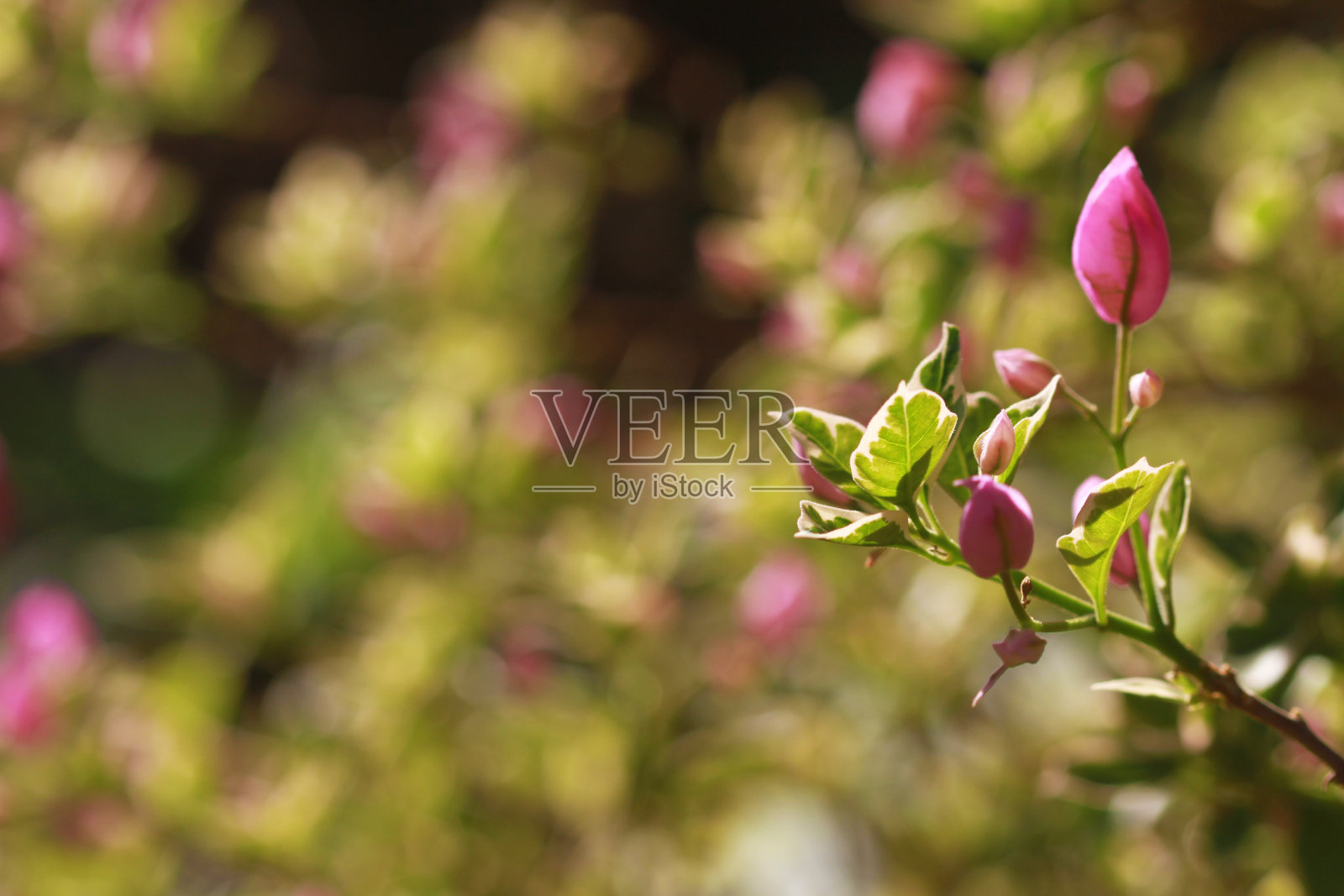 粉红色/紫色九重葛花背景照片摄影图片