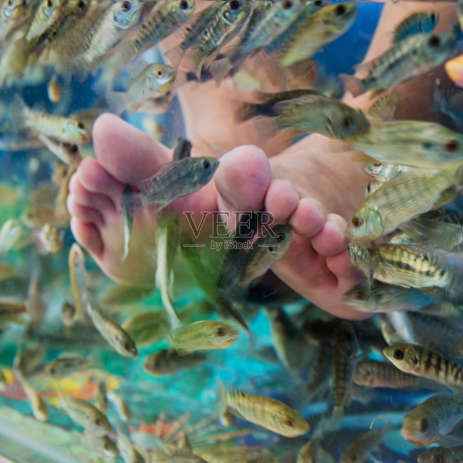 鱼矿泉疗法照片摄影图片