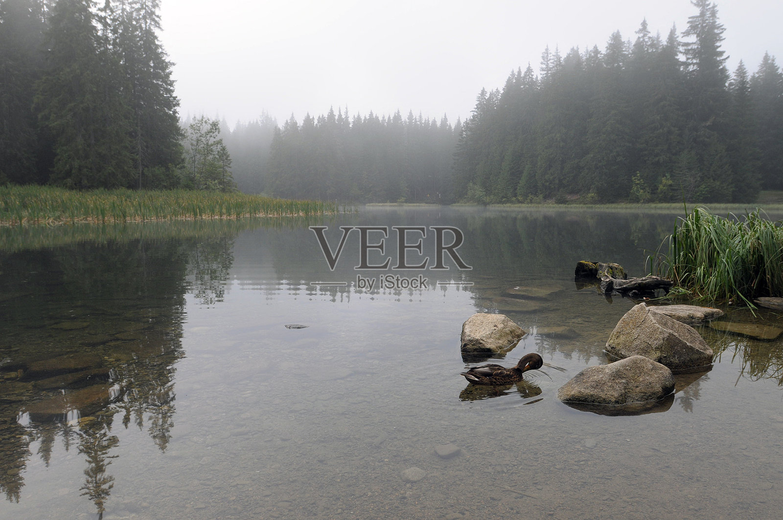 野鸭照片摄影图片