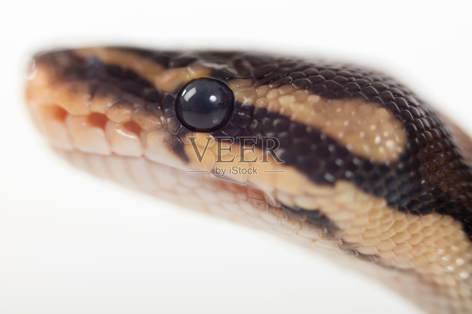 球蟒照片摄影图片