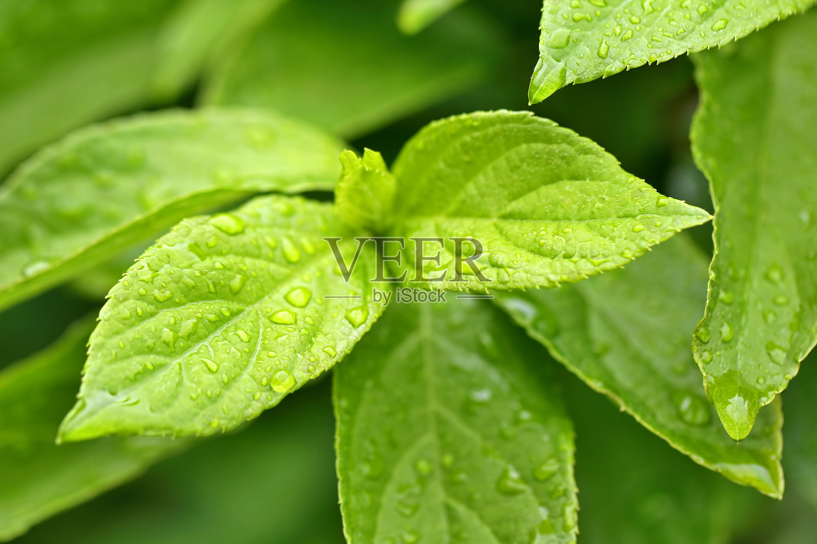 雨后的绿叶照片摄影图片