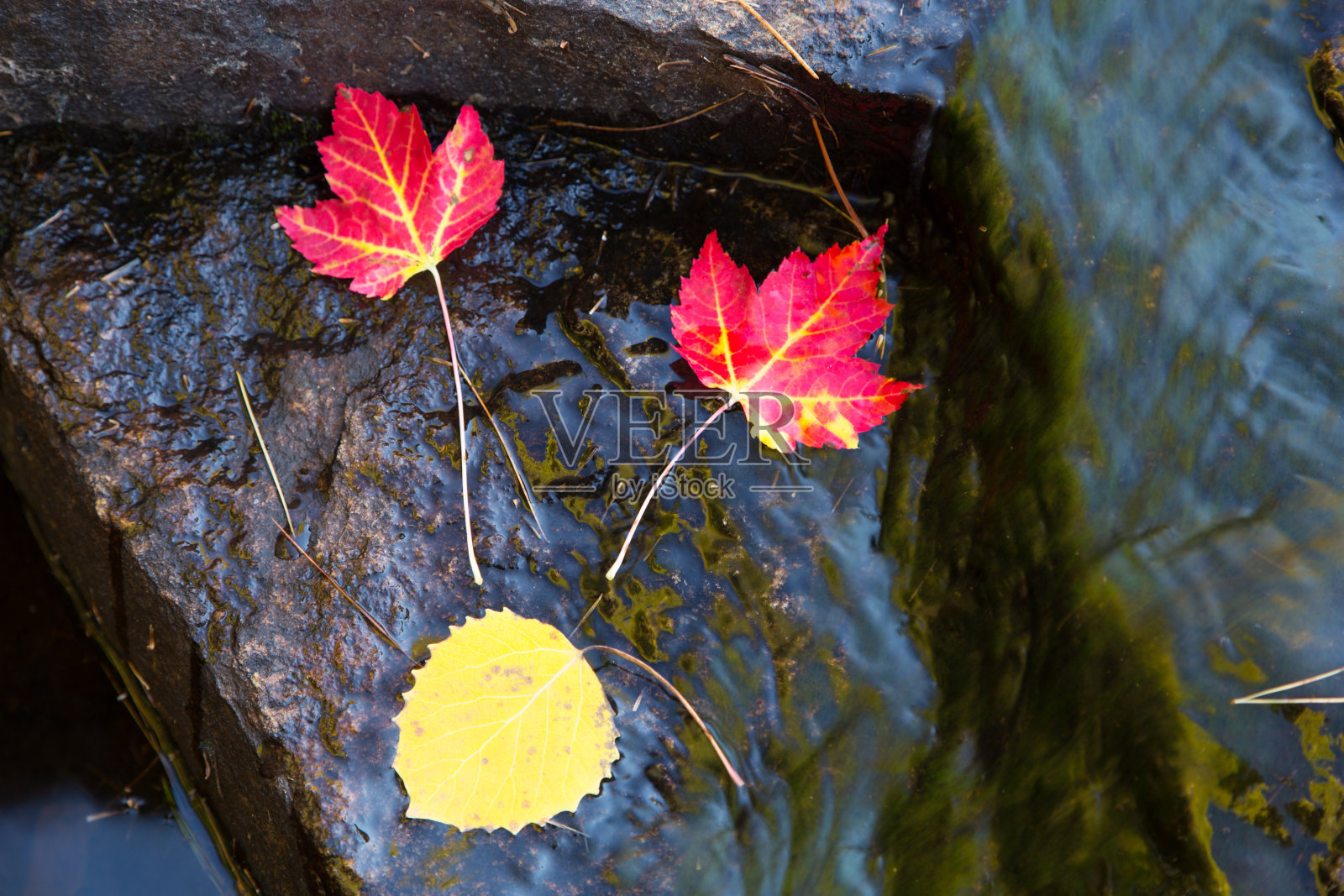 小溪里的红色枫叶照片摄影图片