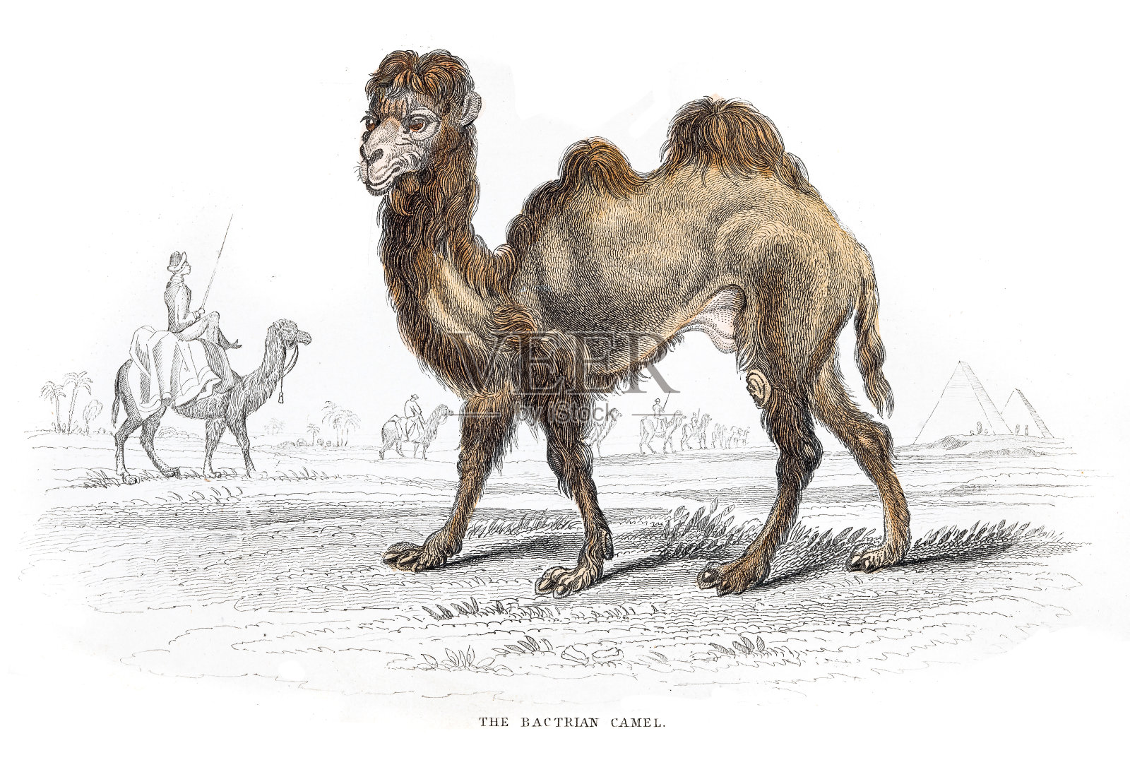 双峰驼雕刻1855年插画图片素材
