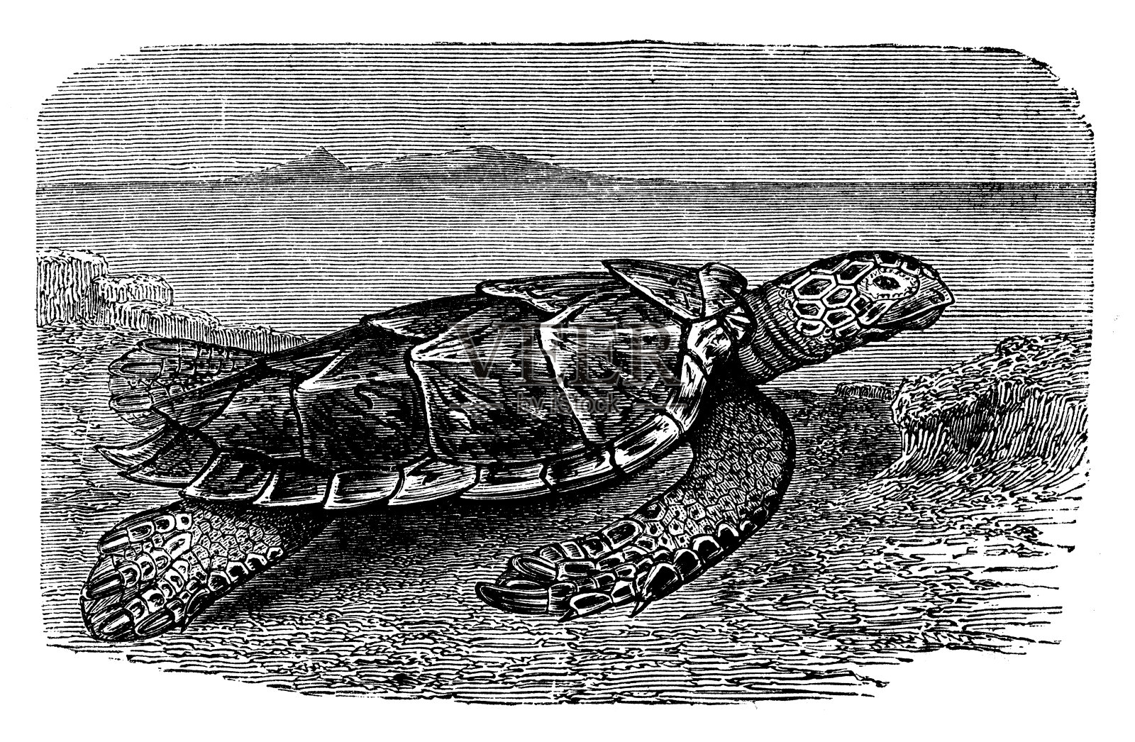 玳瑁海龟(Eretmochelys imbricata)的古董插图设计元素图片