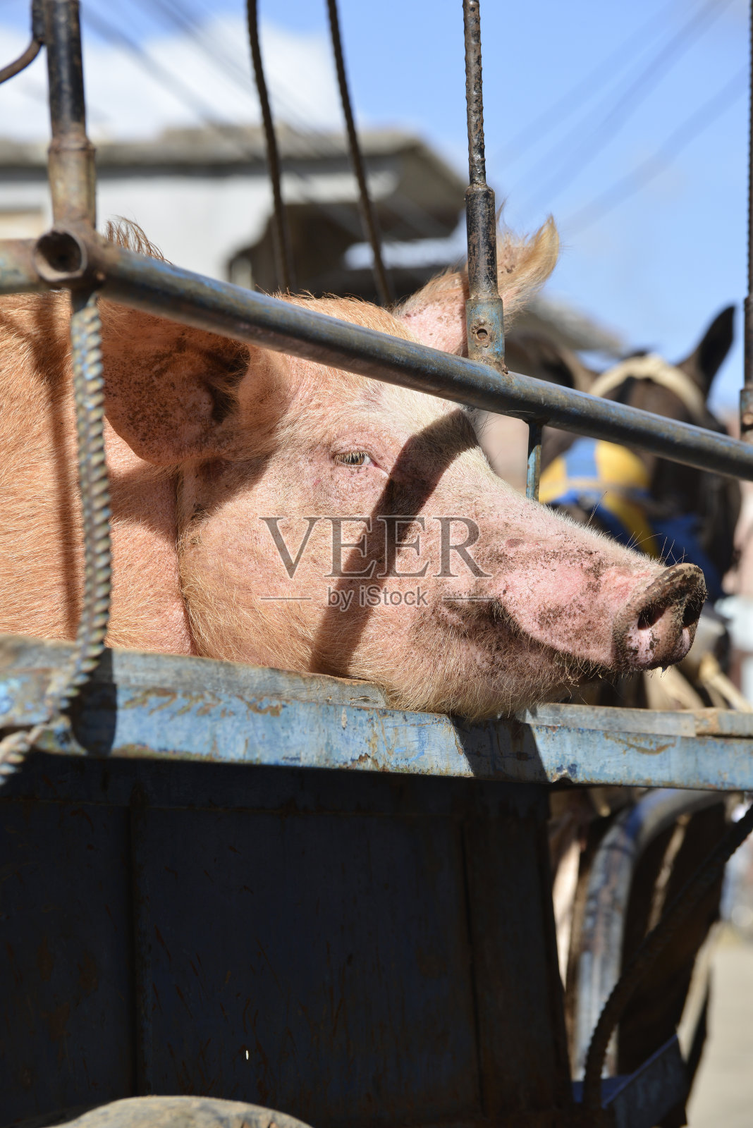猪被运送到古巴的屠夫手中照片摄影图片