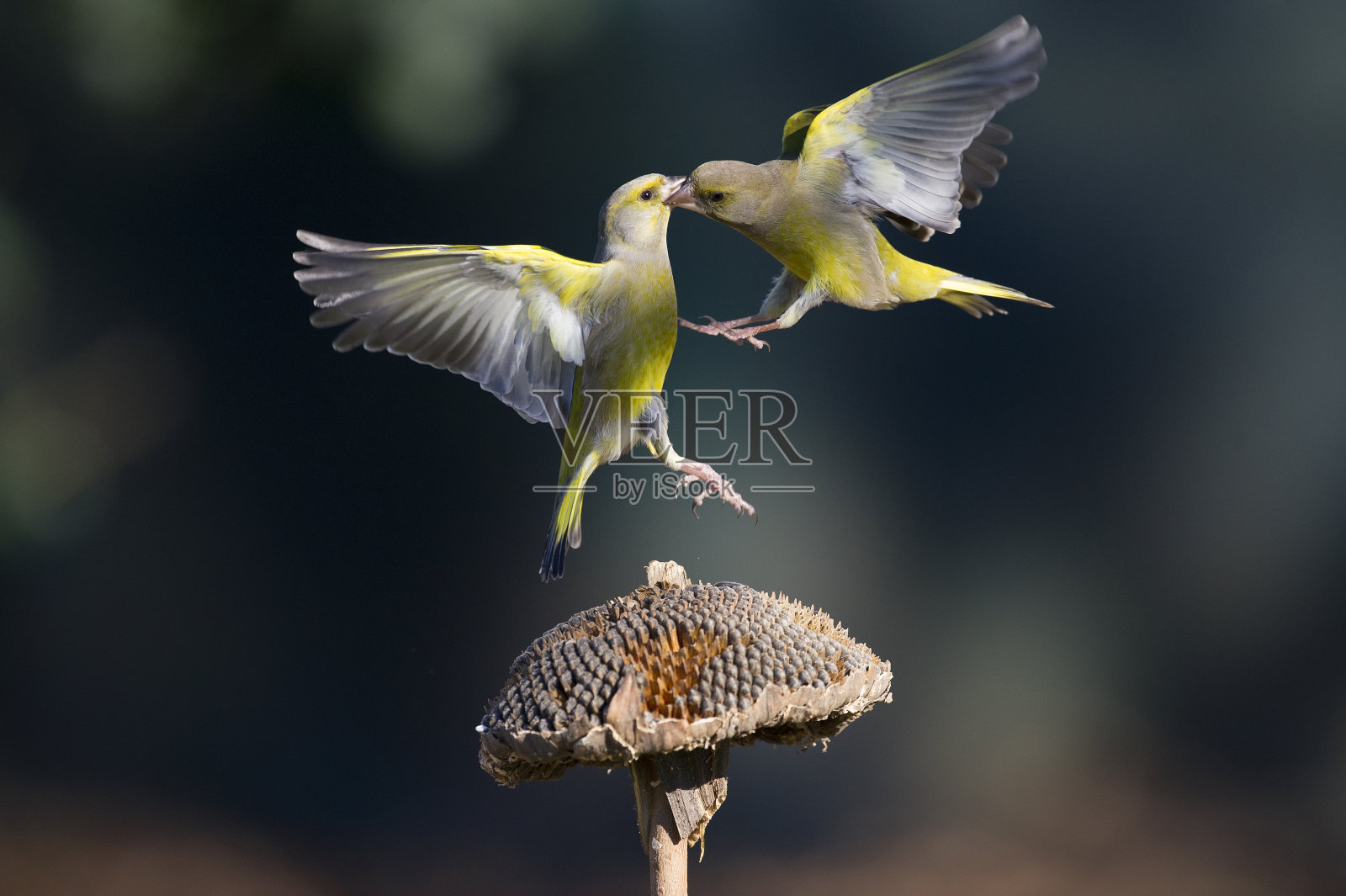 “小金翅”(Carduelis版图)照片摄影图片