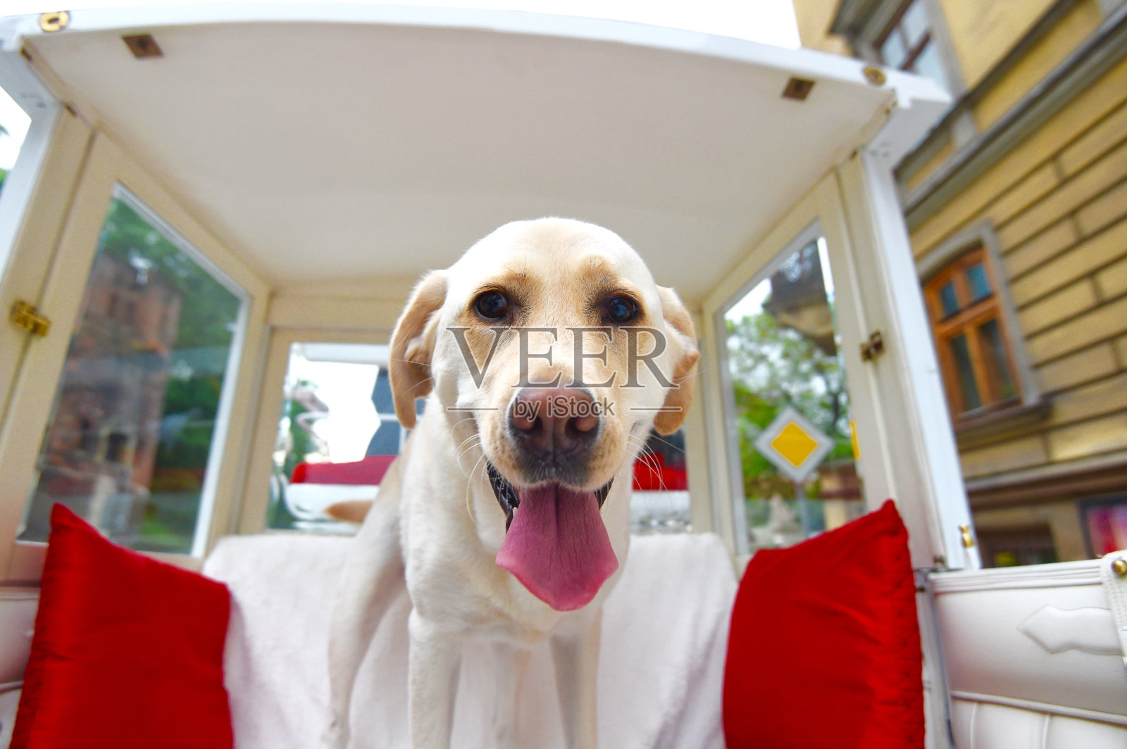 拉布拉多寻回犬照片摄影图片