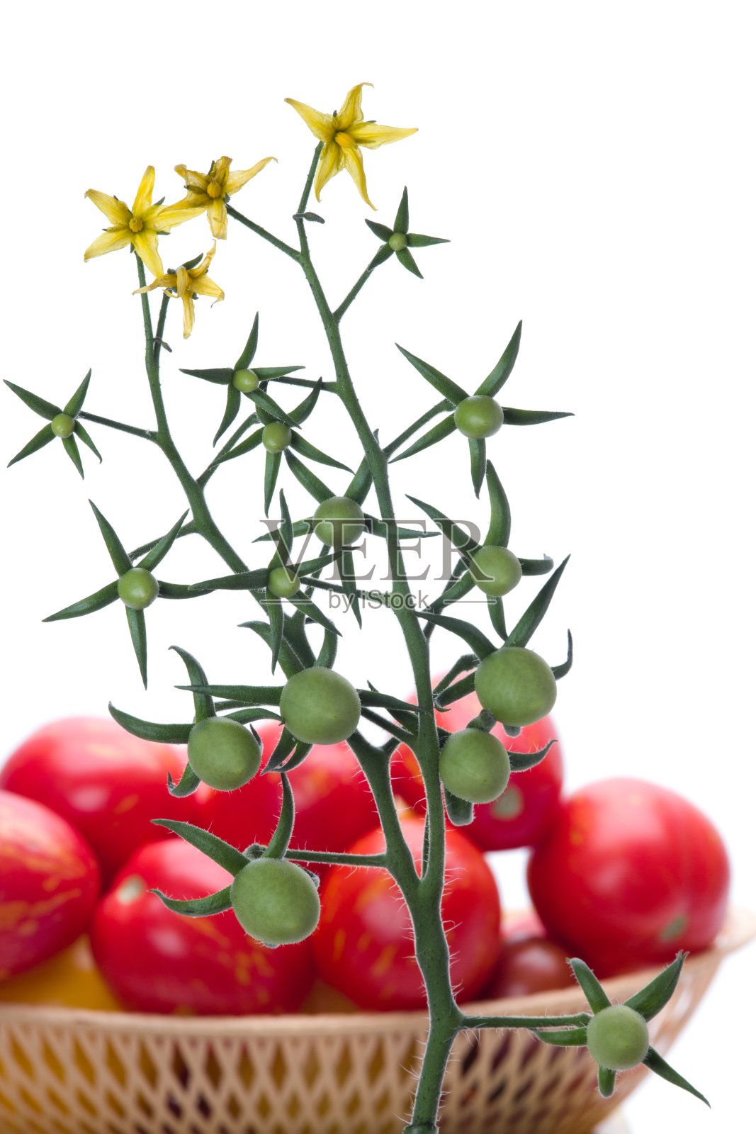 蕃茄照片摄影图片