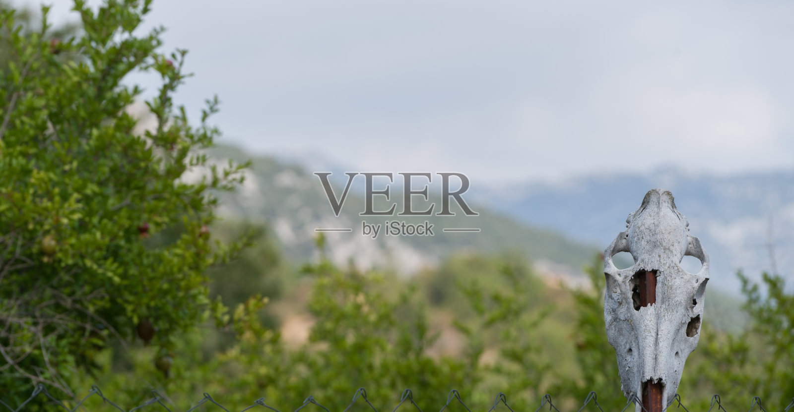 花园里的骷髅照片摄影图片