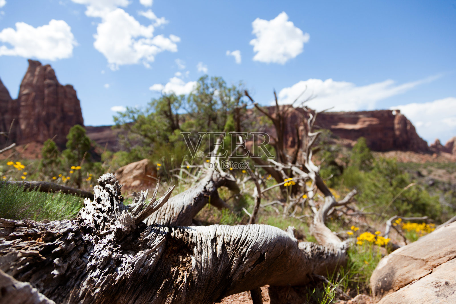 峡谷景观科罗拉多西部沙漠生命节树照片摄影图片