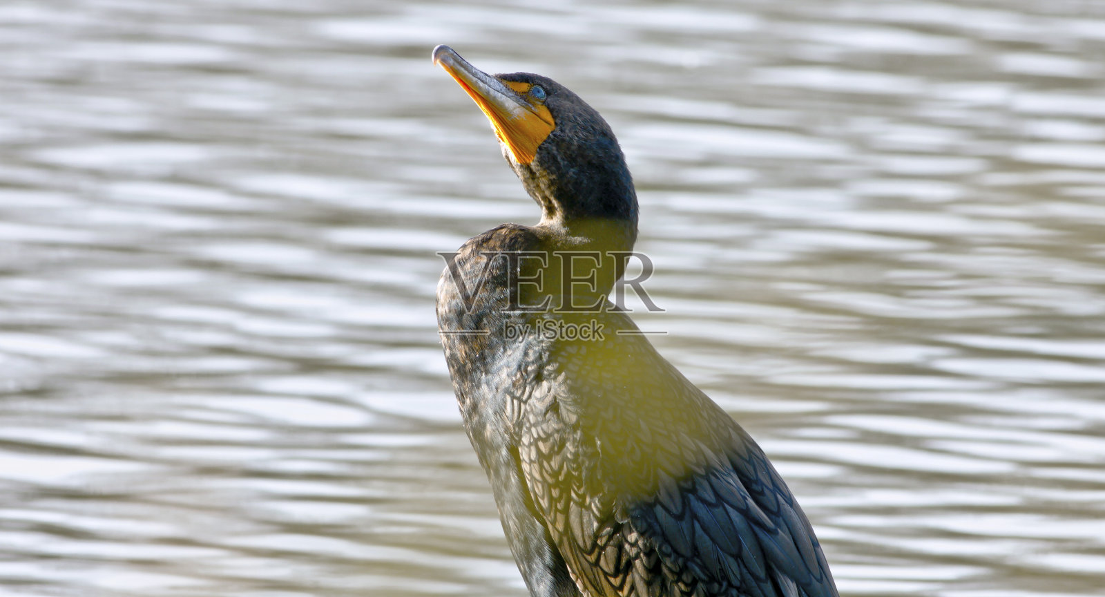 贪婪的人照片摄影图片