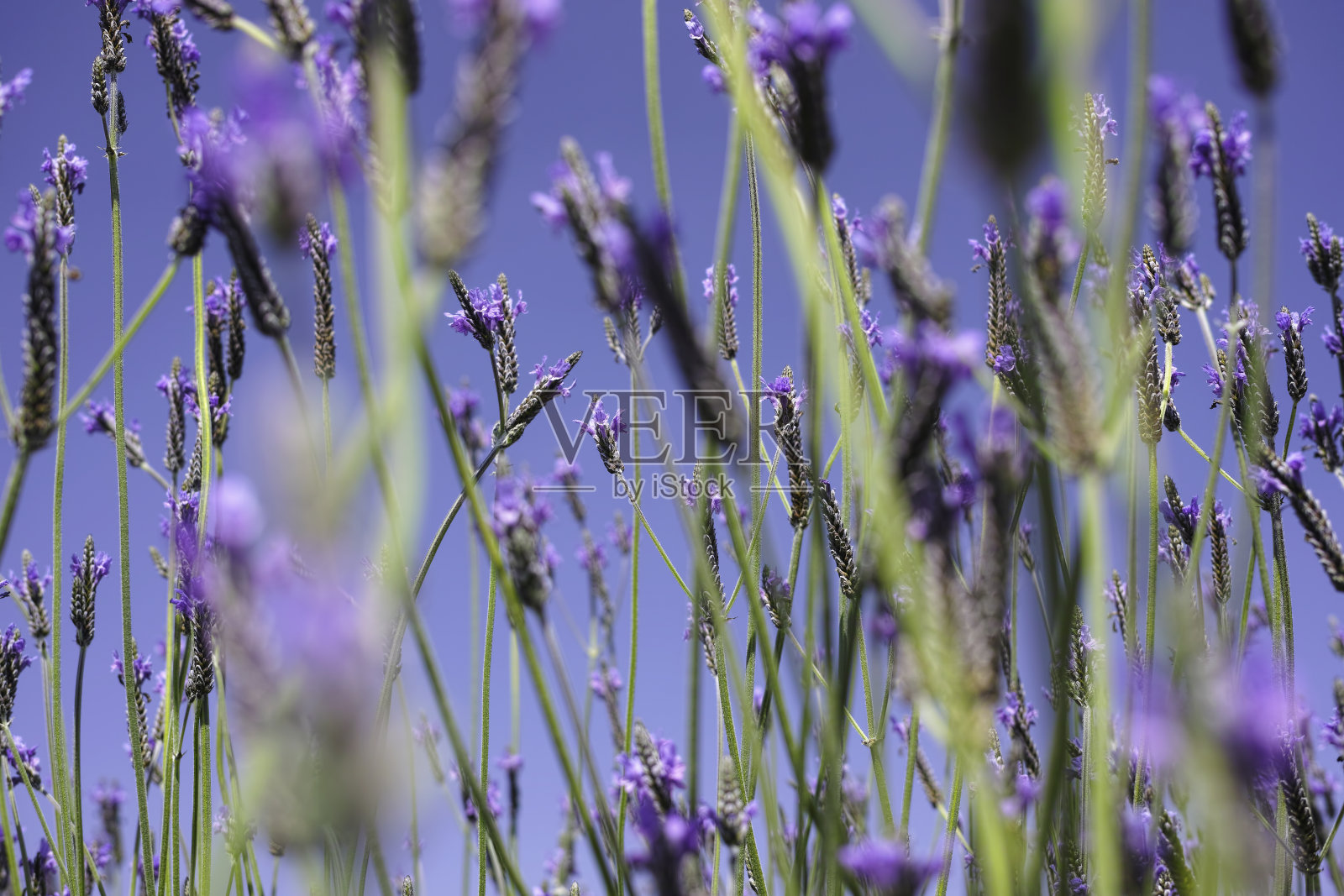 薰衣草的花。照片摄影图片