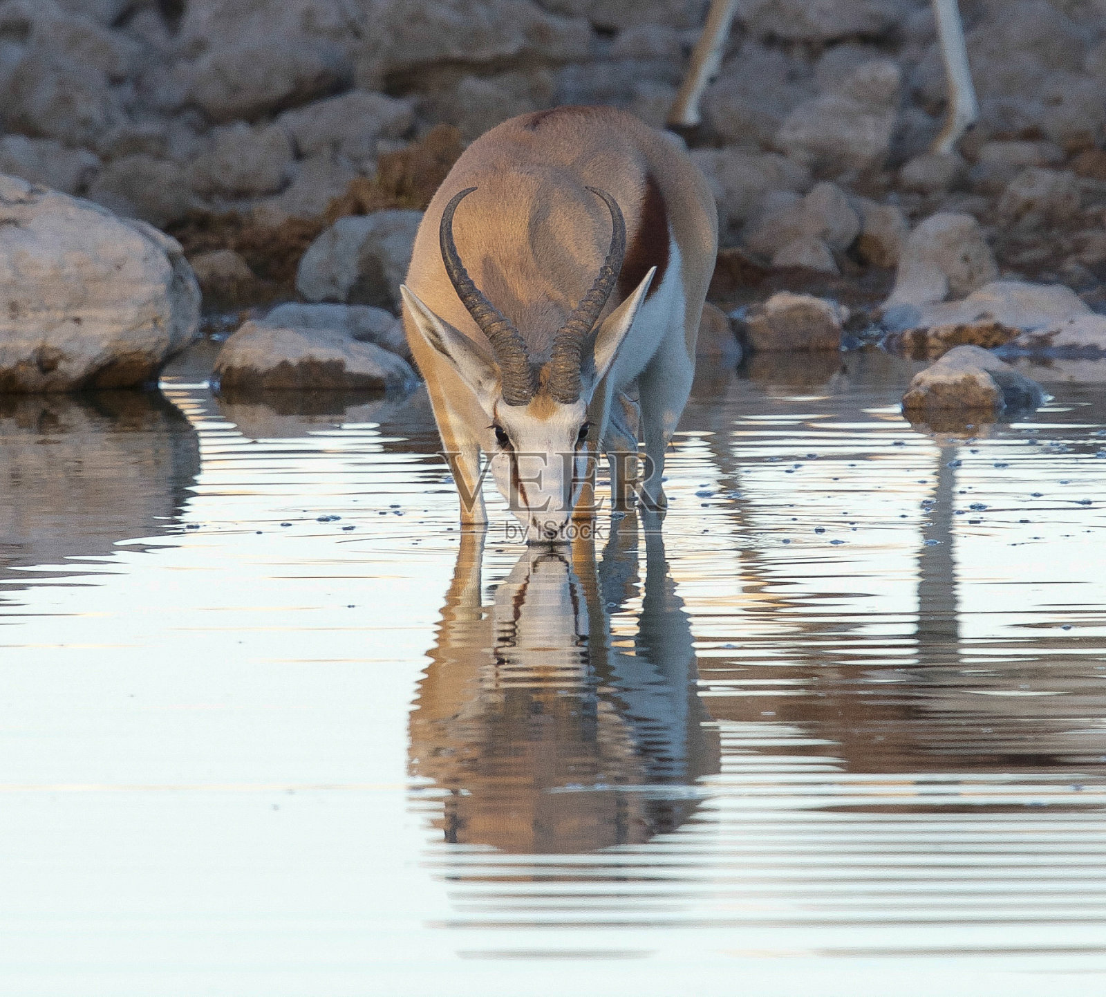 跳羚照片摄影图片