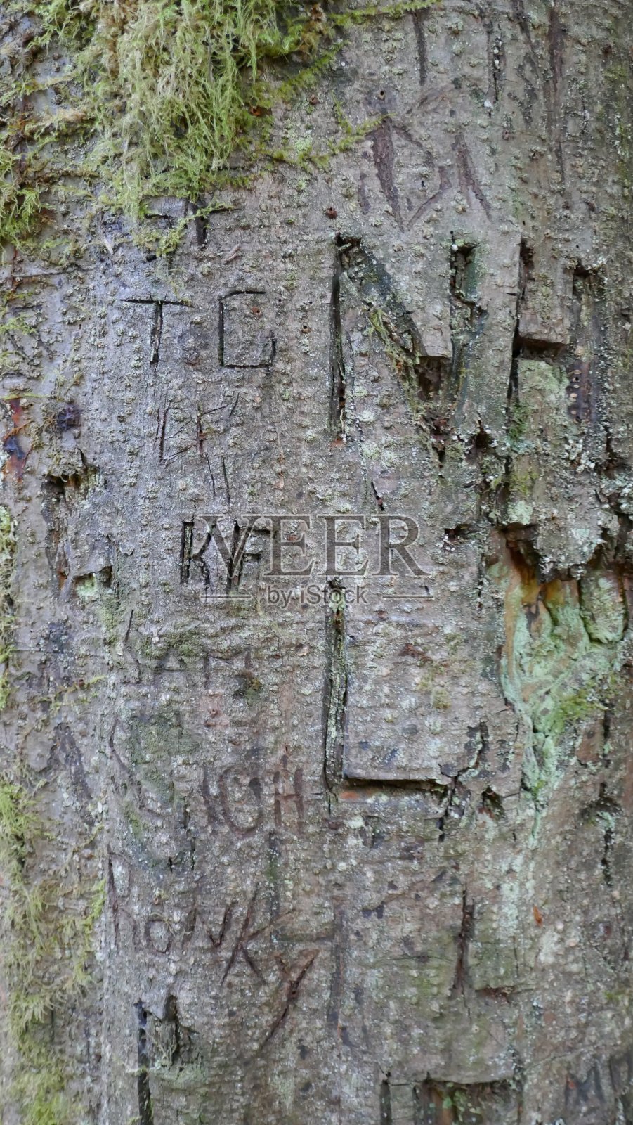 刻在树干上的首字母照片摄影图片