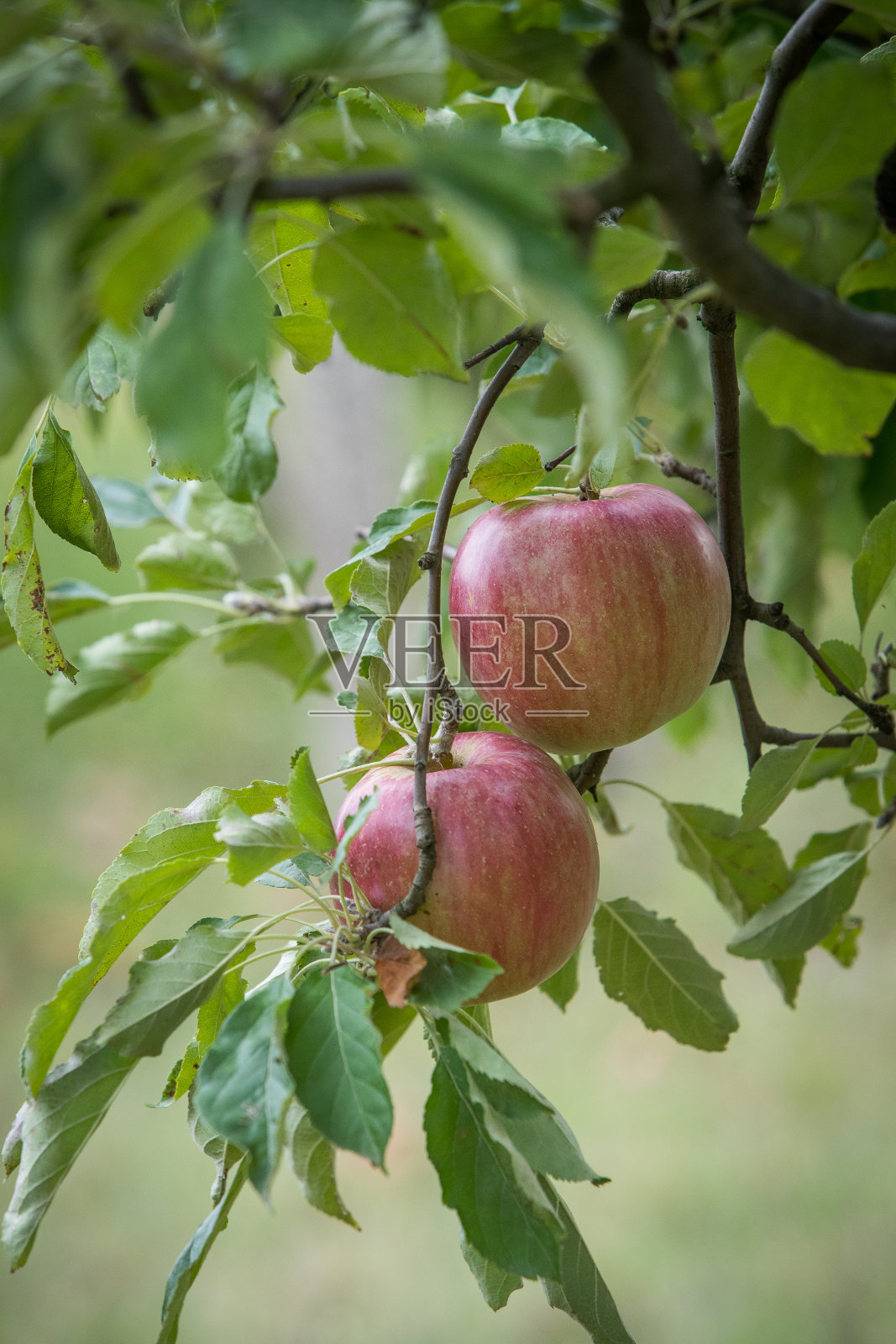苹果照片摄影图片