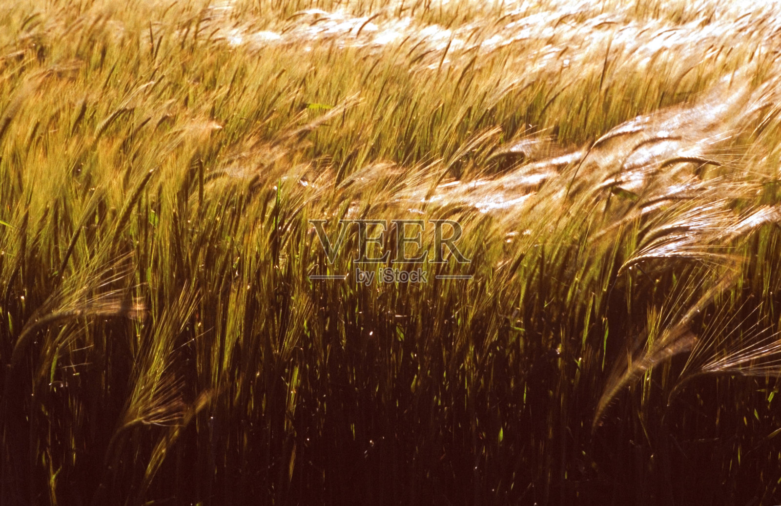 作物照片摄影图片