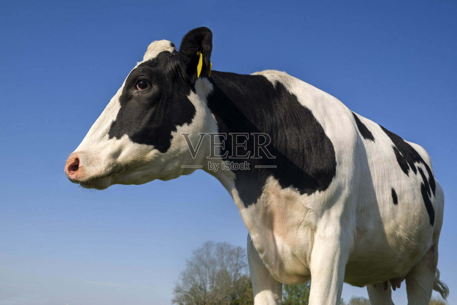 蓝天下黑白奶牛照片摄影图片