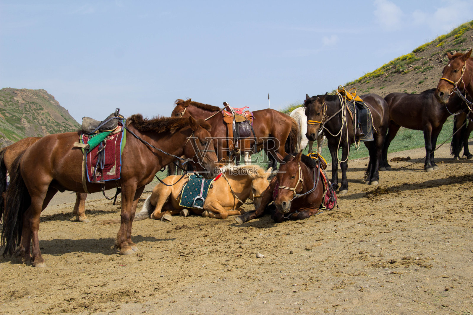 蒙古:在戈壁古尔万塞汗国家公园骑马照片摄影图片