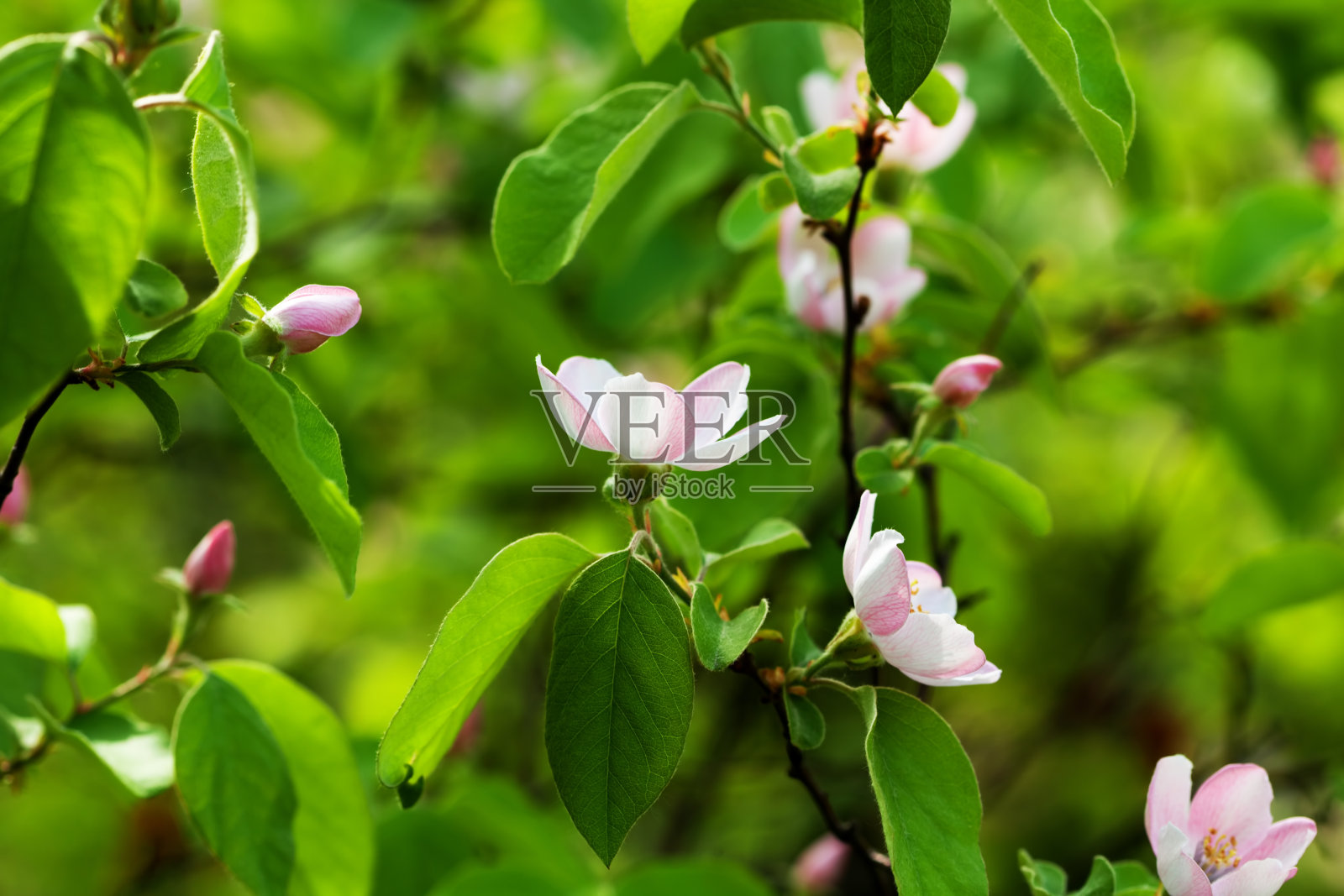 苹果的花照片摄影图片