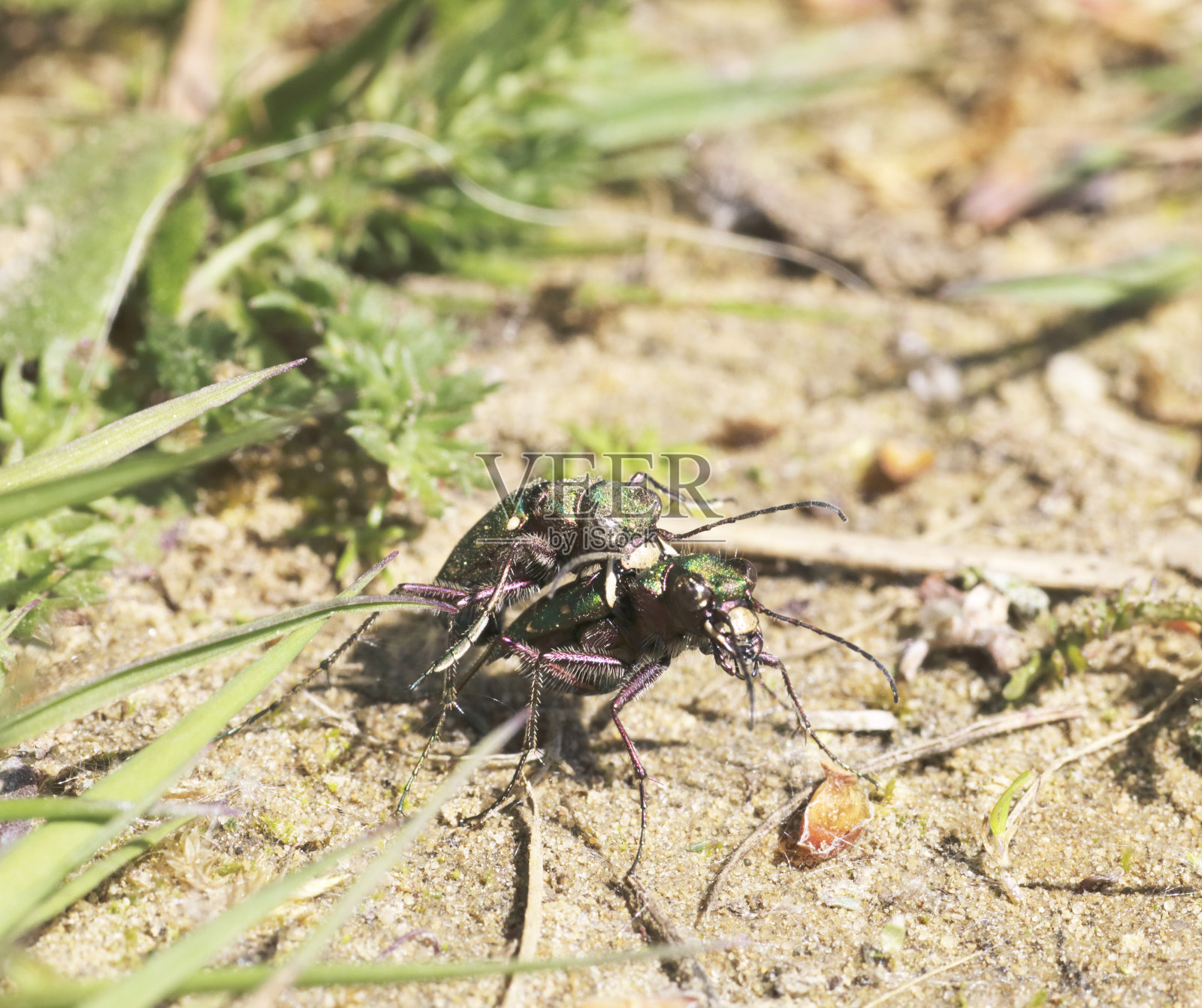 甲虫:Copula的绿虎甲虫(Cicindela campestris照片摄影图片