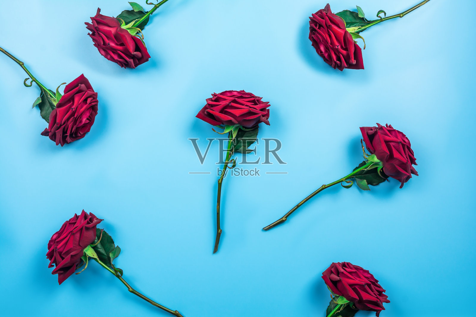 红玫瑰顶视图上的蓝色背景照片摄影图片