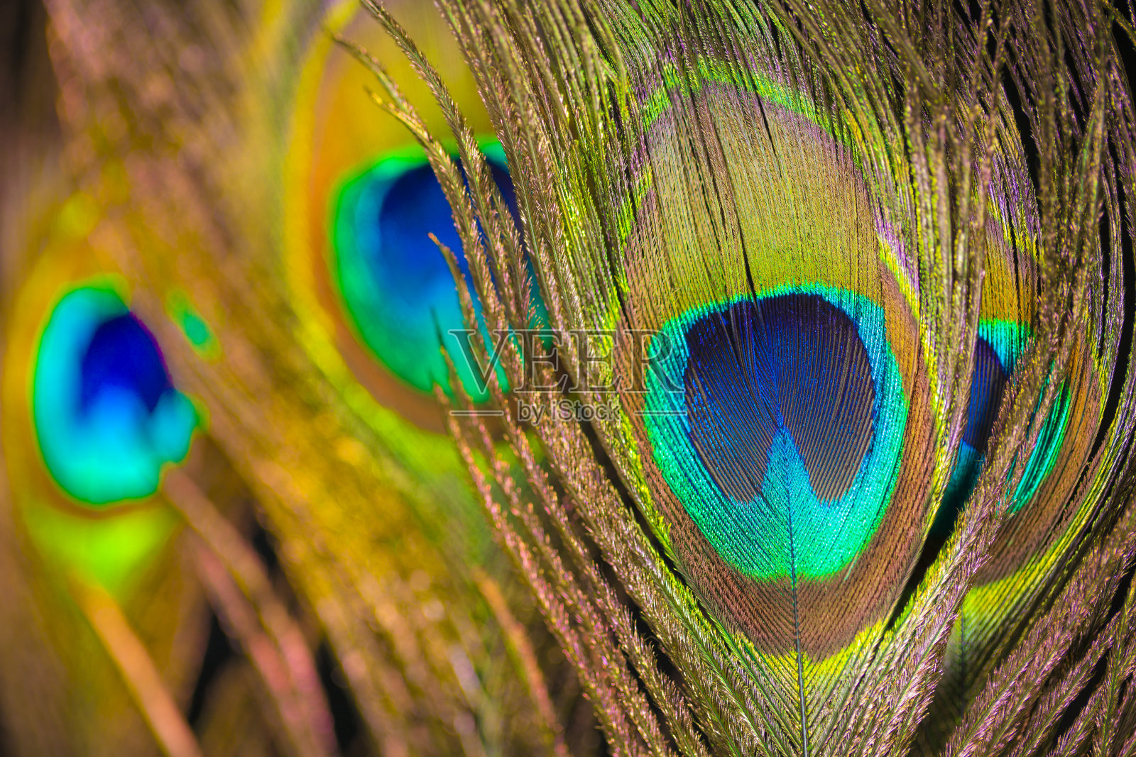 印度的孔雀羽毛照片摄影图片