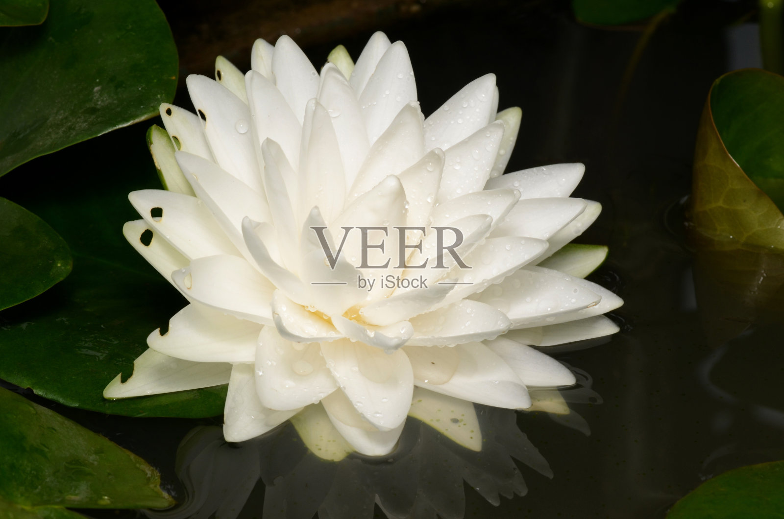 白色的莲花。照片摄影图片