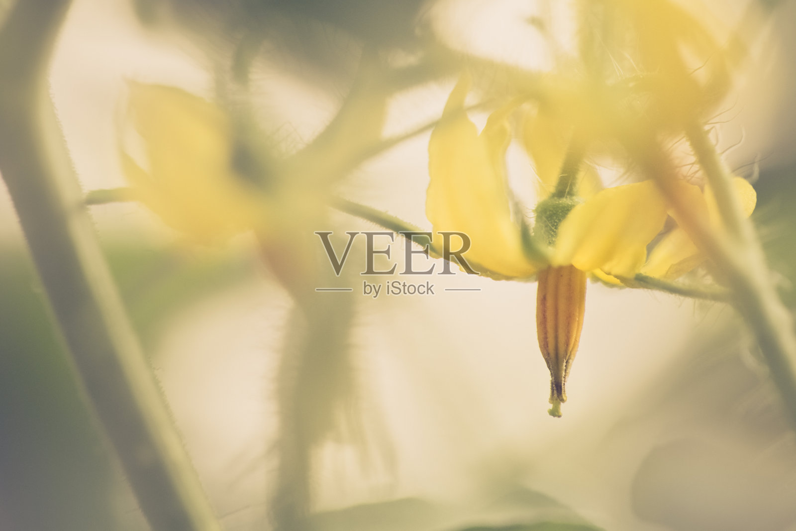 菜园子里的黄色番茄开花了照片摄影图片