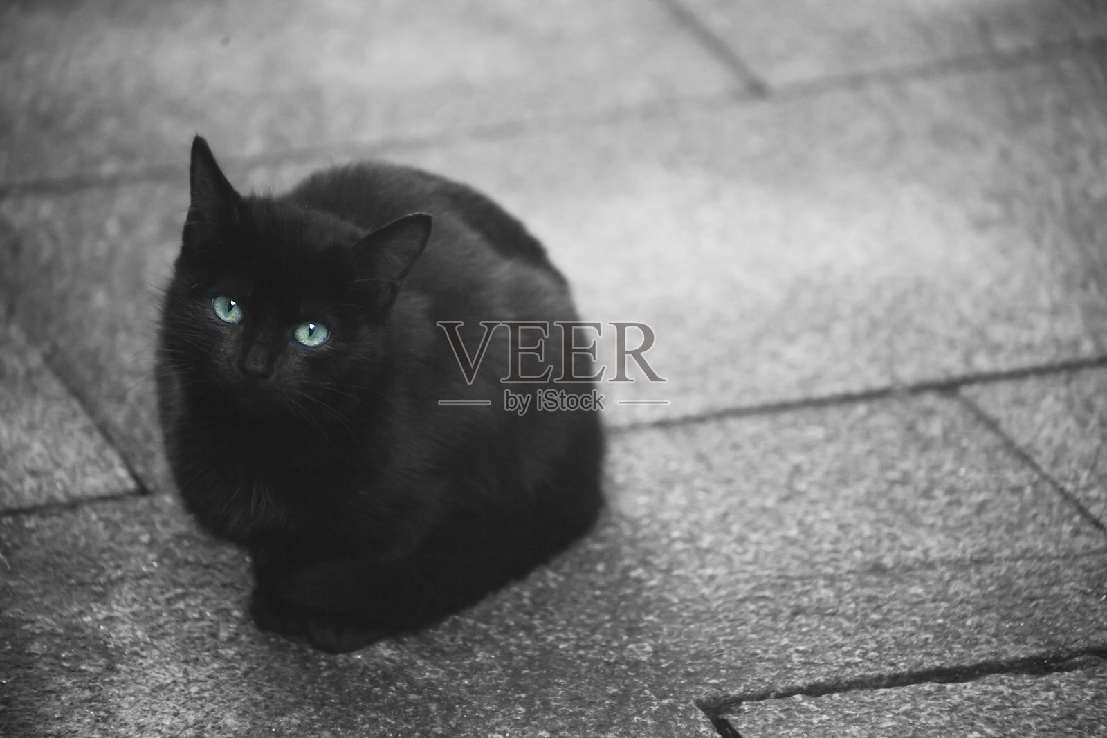 可爱的小黑猫与美丽的眼睛的特写。照片摄影图片