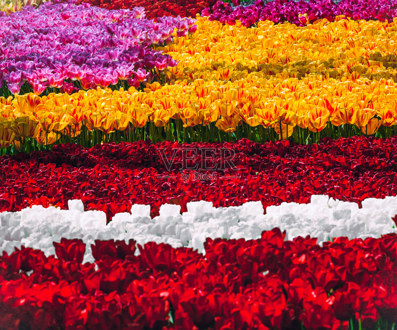 五彩缤纷的春天郁金香-库肯霍夫照片摄影图片