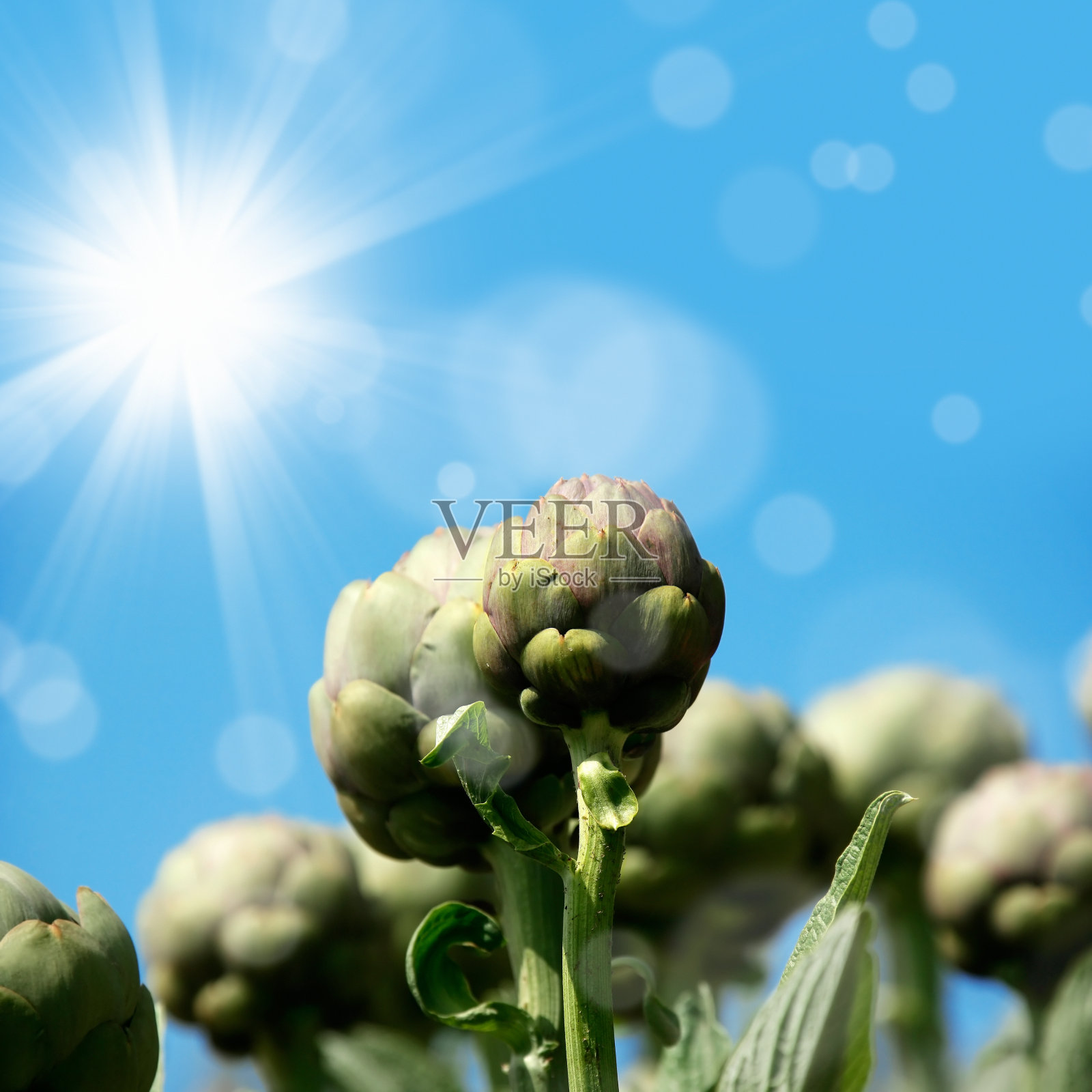 洋蓟领域照片摄影图片