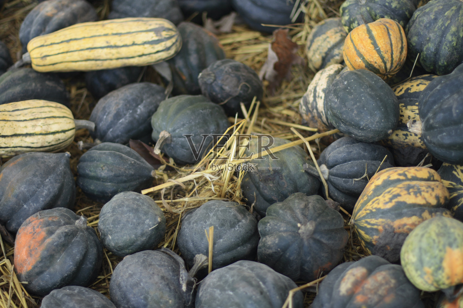 小南瓜照片摄影图片