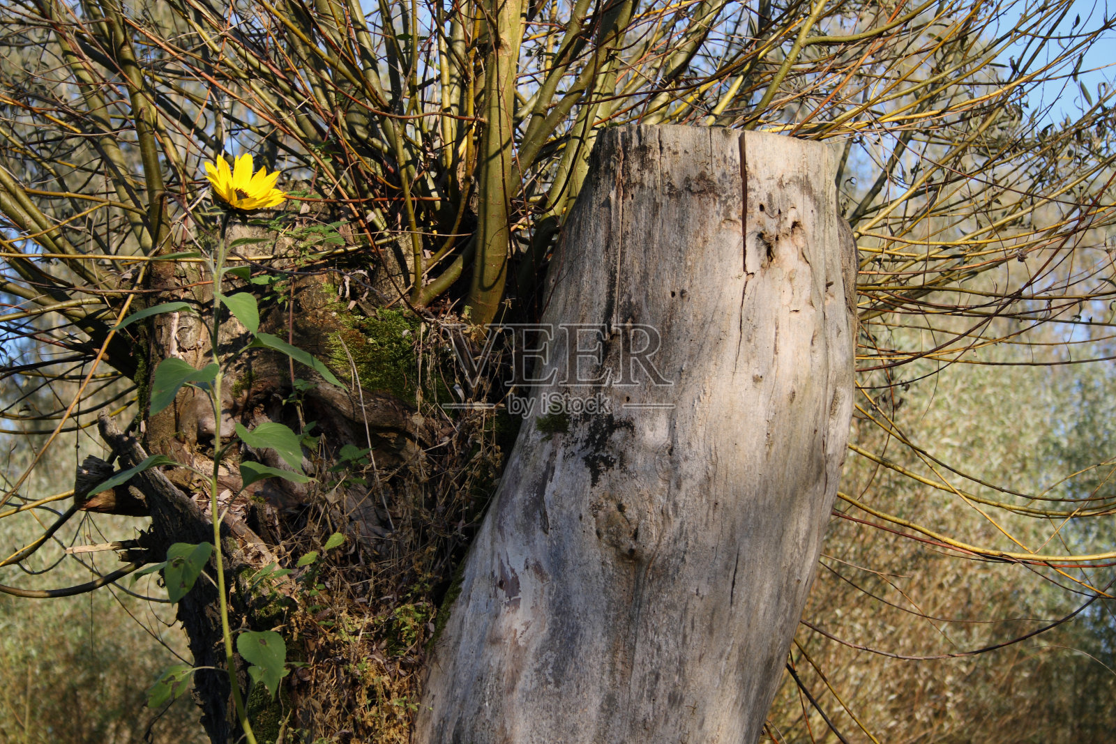 秋天最后一朵花照片摄影图片