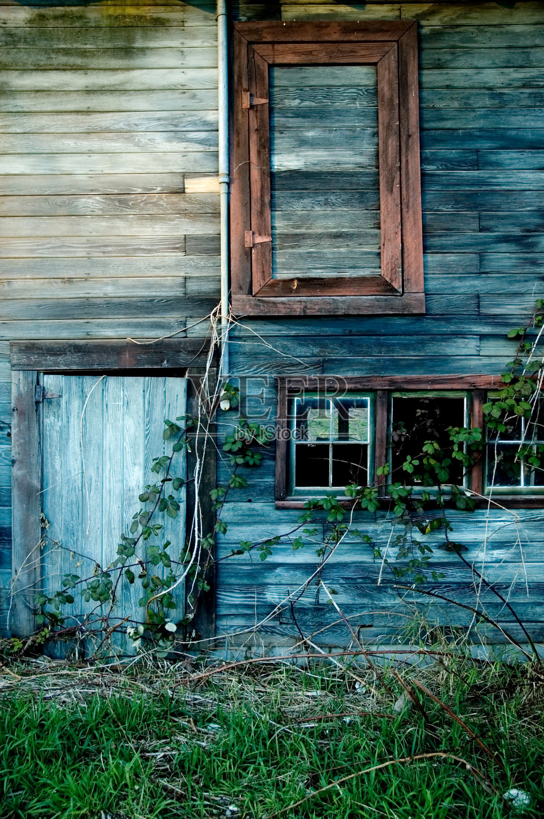 有杂草和藤蔓的旧木屋照片摄影图片