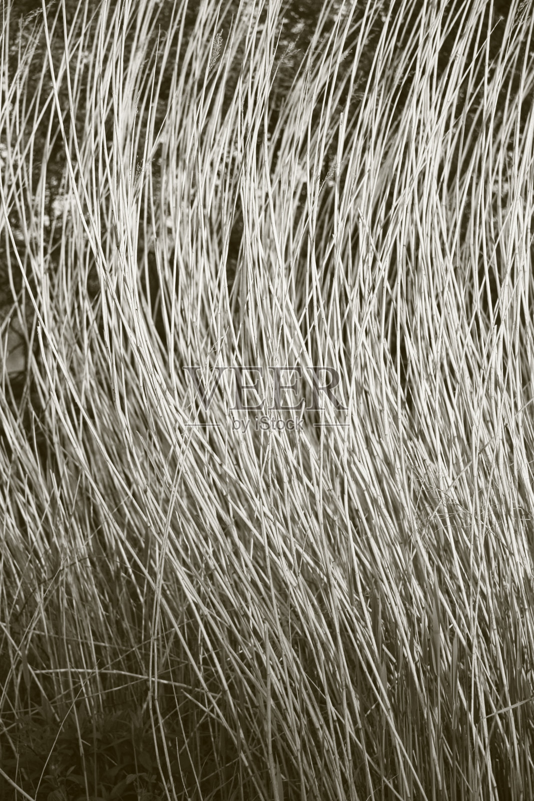 里德的背景照片摄影图片