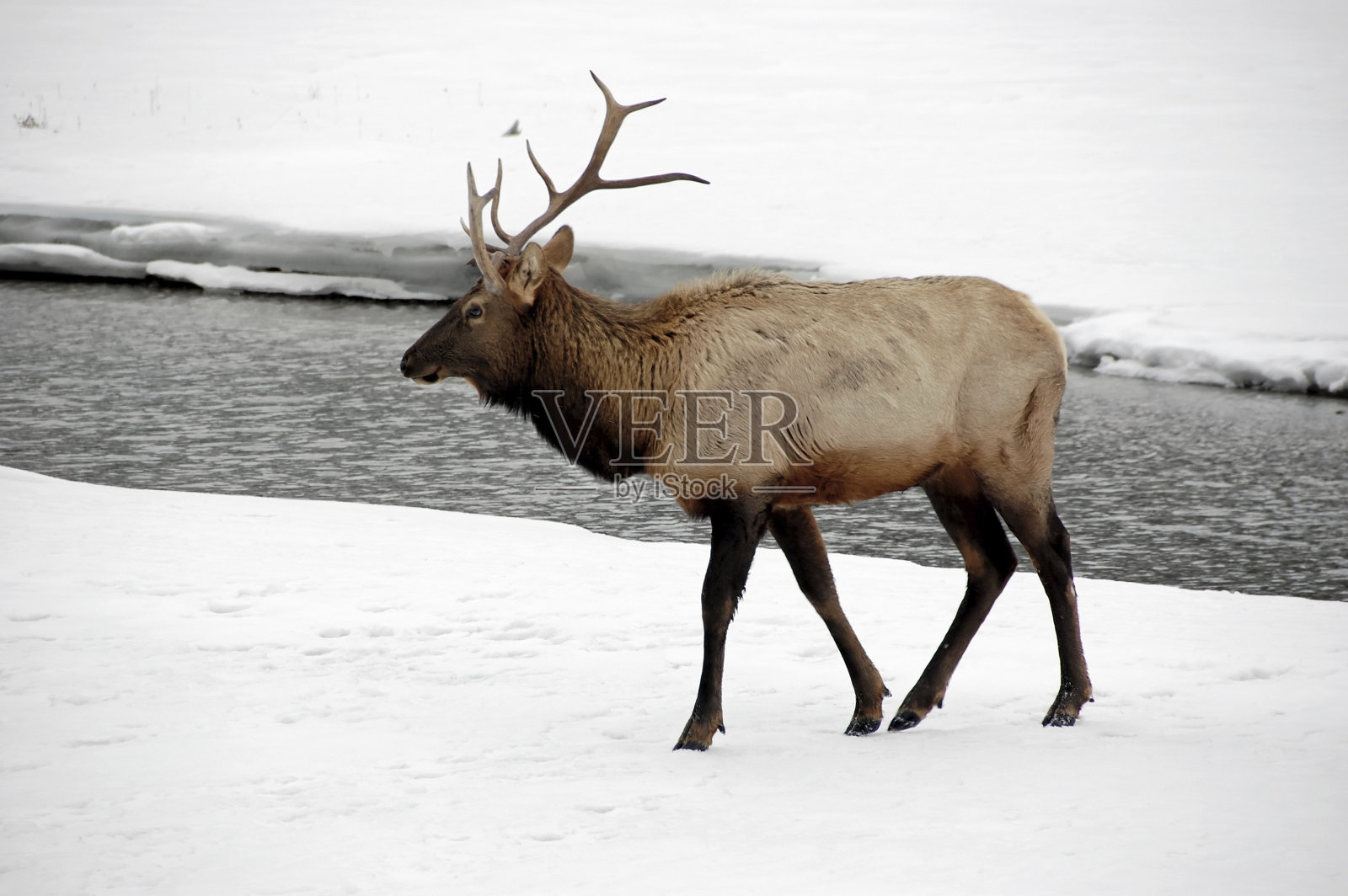 冬季景色中的麋鹿。照片摄影图片