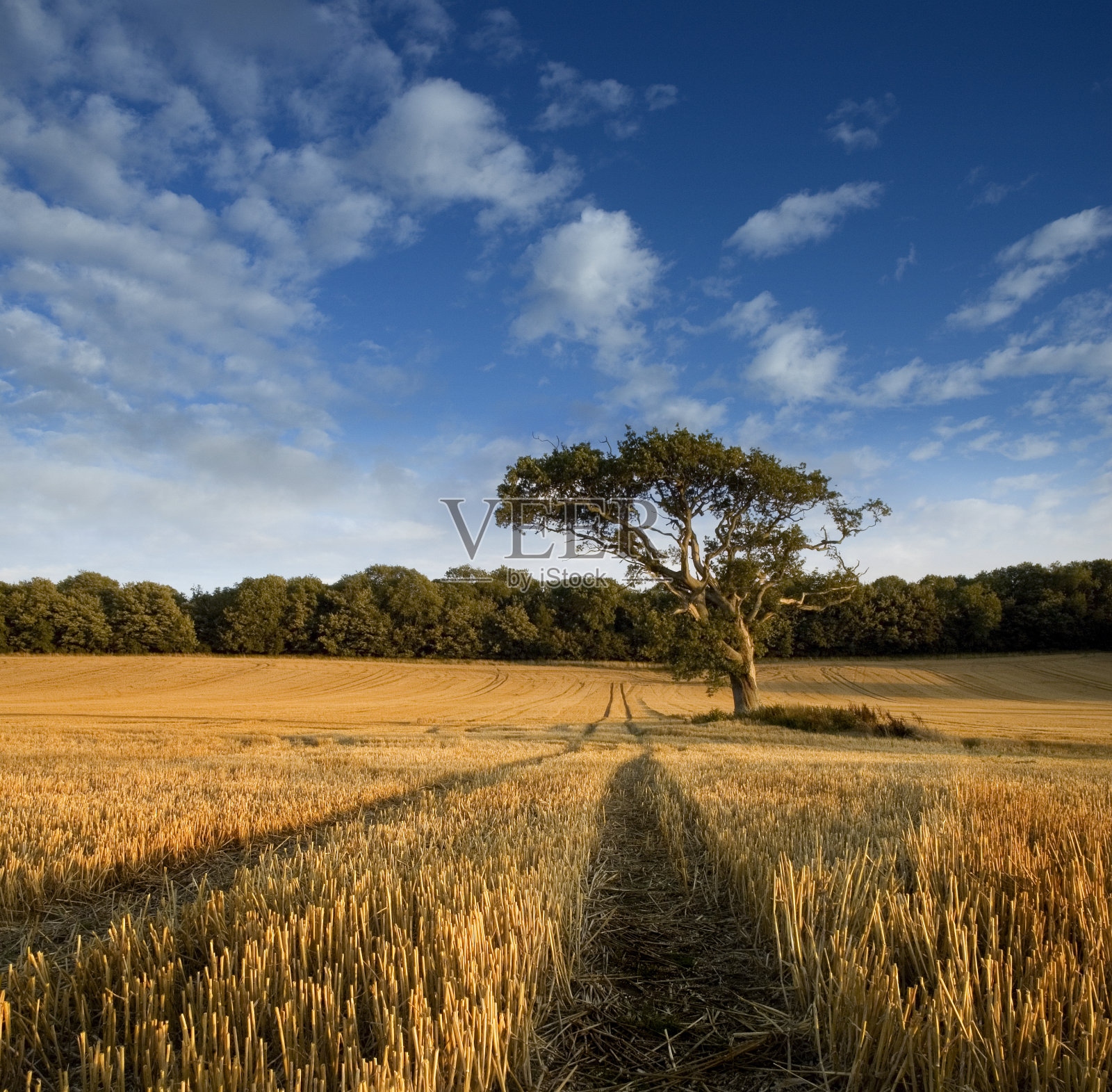 麦田里的一棵孤独的树照片摄影图片