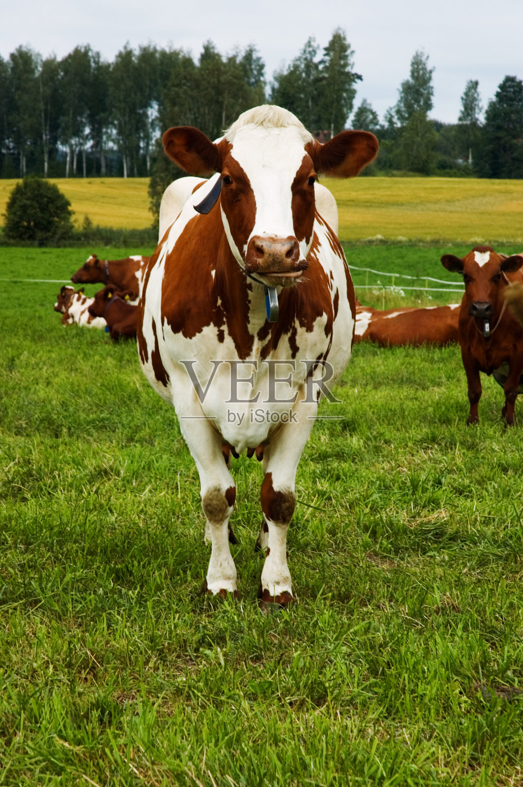 奶牛照片摄影图片