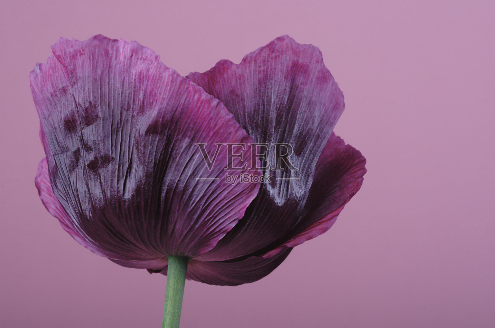 紫色的罂粟照片摄影图片