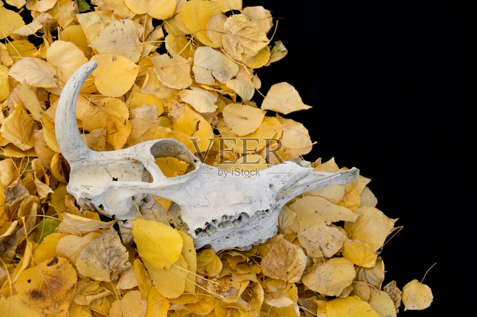 黄色的叶子和黑色的牛头骨照片摄影图片