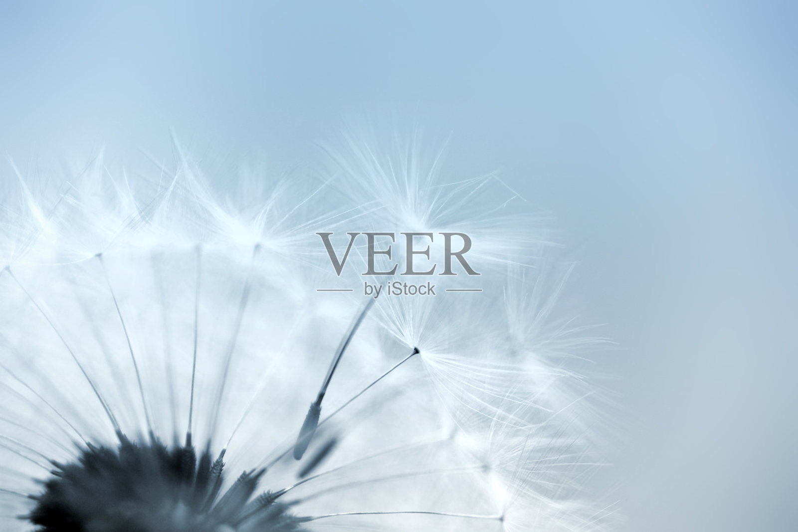 蒲公英的种子照片摄影图片