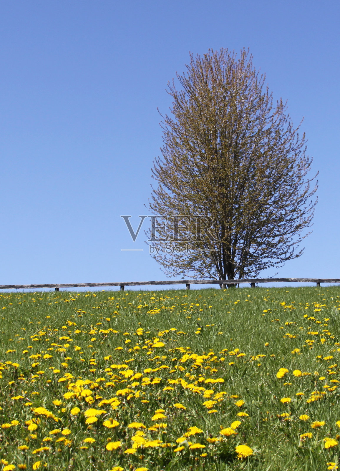 春天盛开的树和蒲公英照片摄影图片