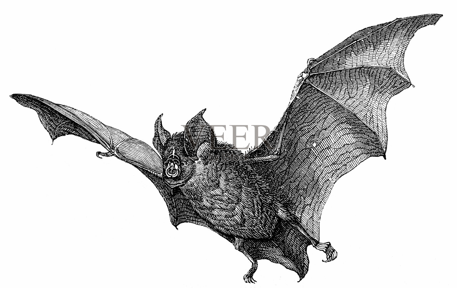 大马蹄蝙蝠（犀牛皮弗鲁梅奎努姆）插画图片素材